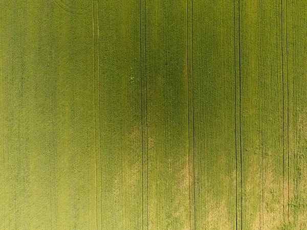 Textura do campo de trigo. Fundo de trigo verde jovem no campo. Foto do quadricóptero. Fotografia aérea do campo de trigo — Fotografia de Stock