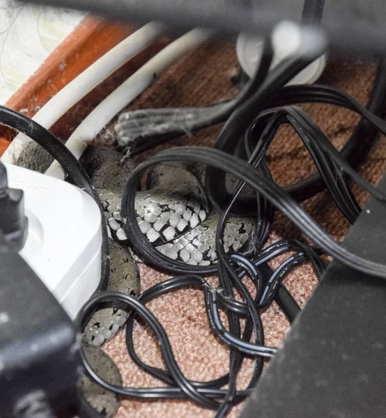 He crawled into the house and hid in the wires. The snake is in the socket in the wires.