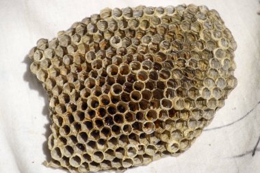 Aspen, yuva olduğunu polist. Aspen üreme mevsimi sonunda iç içe. Bal peteğin içinde hisse senetleri. Kavak tatlım. Vespa.