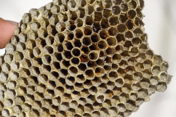 アスペン Polist アスペンは 繁殖期の終わりに巣します ハニカム蜂蜜を取り揃えております アスペンの蜂蜜 ベスパ — ストック写真