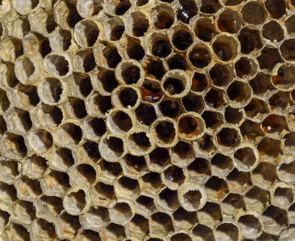 Aspen, yuva olduğunu polist. Aspen üreme mevsimi sonunda iç içe. Bal peteğin içinde hisse senetleri. Kavak tatlım. Vespa.