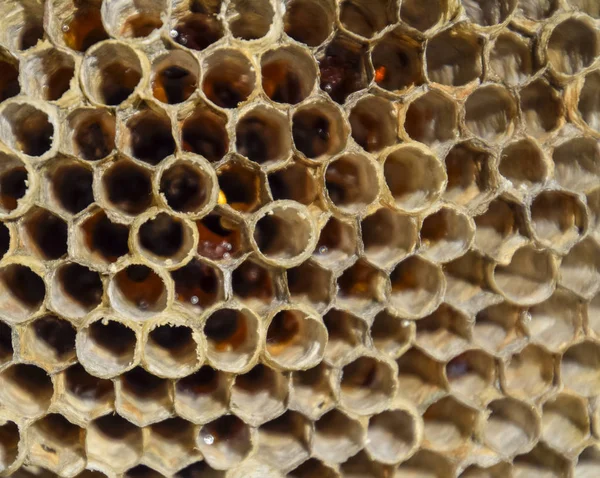 Aspen, yuva olduğunu polist. Aspen üreme mevsimi sonunda iç içe. Bal peteğin içinde hisse senetleri. Kavak tatlım. Vespa.