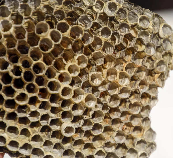 Aspen, yuva olduğunu polist. Aspen üreme mevsimi sonunda iç içe. Bal peteğin içinde hisse senetleri. Kavak tatlım. Vespa.