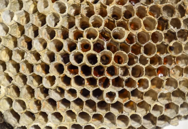 アスペン Polist アスペンは 繁殖期の終わりに巣します ハニカム蜂蜜を取り揃えております アスペンの蜂蜜 ベスパ — ストック写真
