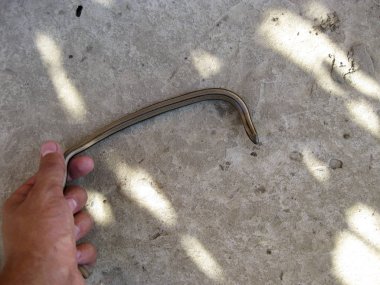 Anguis fragilis. Bacaksız kertenkele iğ insan elinde