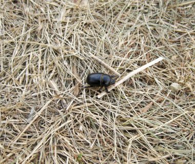Gübre hata bulmak için bir yığın gübre
