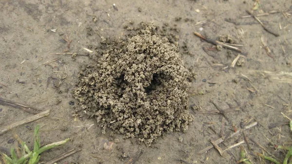 Ameisenhügel Ein Ameisennest Der Erde Eine Kleine Gruppe Von Tonscheiben — Stockfoto