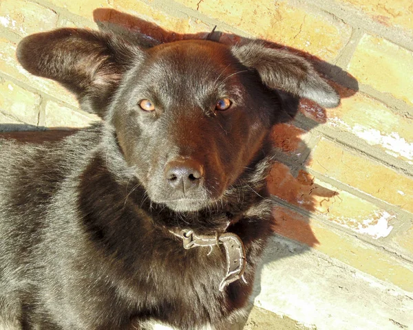 Fekete Kutya Nagy Fülek Közelében Téglafal — Stock Fotó