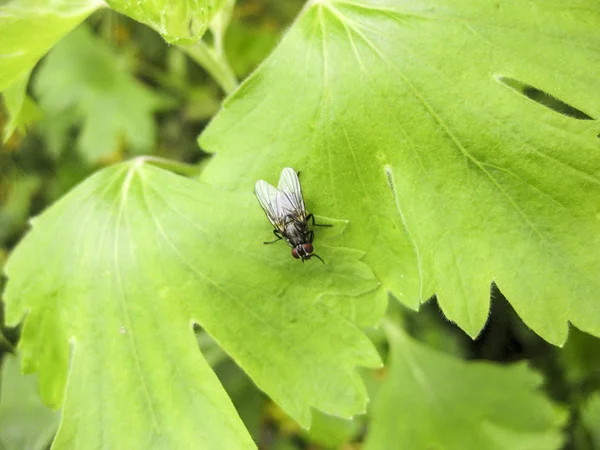 Voler Sur Une Feuille Herbe Dans Jardin Printemps Photos Insectes — Photo