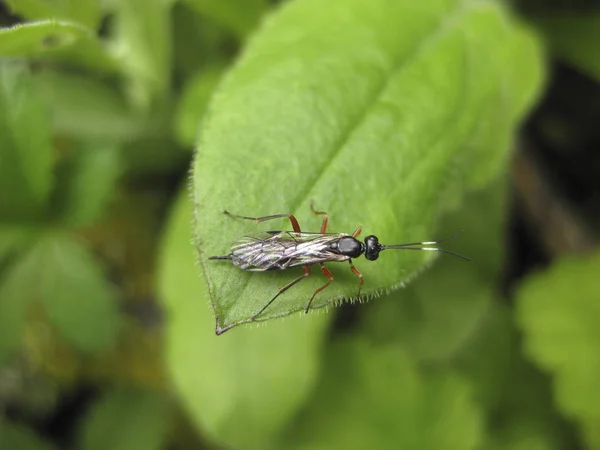 Owad Rider Hymenopteran Owadów Zielony Liść — Zdjęcie stockowe