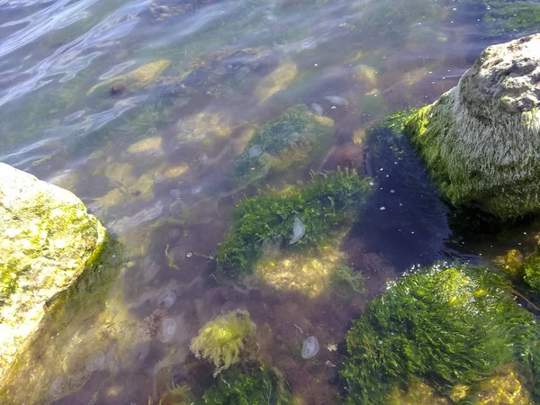 Kwallen Zeewier Aan Kust Van Zwarte Zee Haven Van Stad — Stockfoto