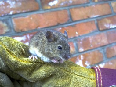 Ellerinde eldiven tarafından yakalanan fareler