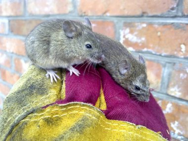 Ellerinde eldiven tarafından yakalanan fareler