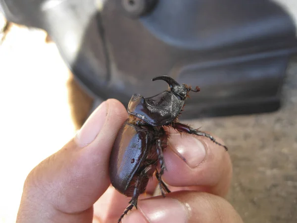 Escarabajo Rinoceronte Una Mano Humana Escarabajo Grande Con Cuerno — Foto de Stock