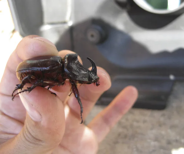 Un escarabajo rinoceronte en una mano humana. Un escarabajo grande con un cuerno — Foto de Stock