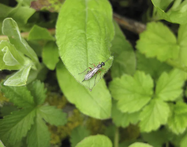 Insektenreiter Das Hautflügler Insekt Auf Einem Grünen Blatt — Stockfoto