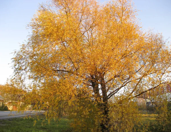 Salgueiro Amarelado Setembro Folhas Amarelas Uma Árvore — Fotografia de Stock