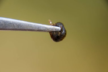 Cımbız üzerinde sülük. Kan emici hayvan. Kemer-türü sınıfından ringworms alt sınıfı. Hirudotherapy.