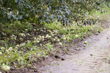 Elma bahçesi. Ağaçlar ve ağaçların altındaki toprağın meyveleri..