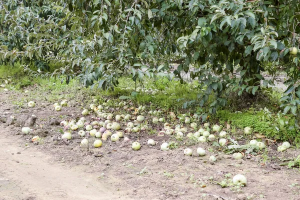 Elma bahçesi. Ağaçlar ve ağaçların altındaki toprağın meyveleri..