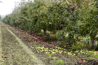Elma bahçesi. Ağaçlar ve ağaçların altındaki toprağın meyveleri..