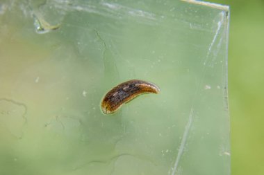 Cama sülük. Kan emici hayvan. Kemer-türü sınıfından ringworms alt sınıfı. Hirudotherapy.