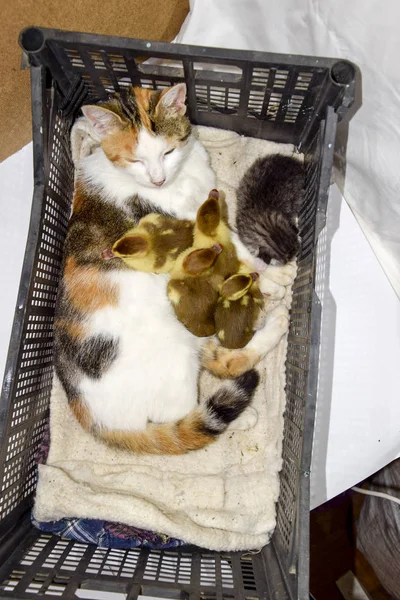 고양이 Ducklings에 어머니 고양이 고양이 Ducklings 바구니에 — 스톡 사진