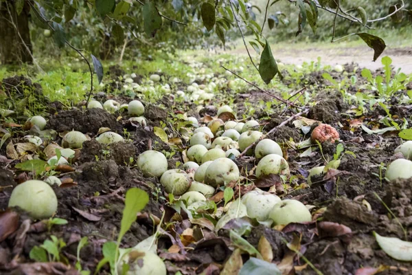 Elma bahçesi. Ağaçlar ve ağaçların altındaki toprağın meyveleri..