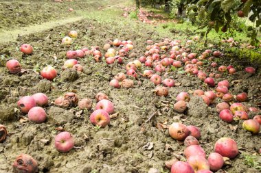 Elma bahçesi. Ağaçlar ve ağaçların altındaki toprağın meyveleri..