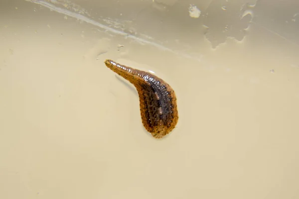 Igel Glaset Blodsugande Djur Underklass Ringworms Från Klassen Bälte Typen — Stockfoto