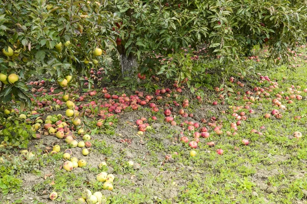 Apple orchard. Rows of trees and the fruit of the ground under the trees.