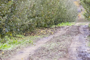 Elma bahçesi. Ağaçlar ve ağaçların altındaki toprağın meyveleri..
