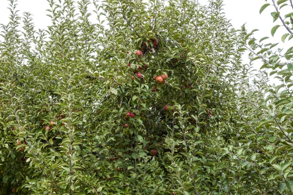 Jabłkowy Sad Rzędy Drzew Owoce Ziemi Pod Drzewami — Zdjęcie stockowe