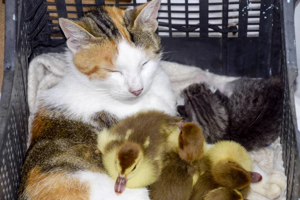 Kedi süt anne ördek yavrusu için. Yavru kedi ve alma Misk ördeği ducklings sepet içinde kedi.