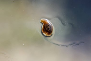 Cama sülük. Kan emici hayvan. Kemer-türü sınıfından ringworms alt sınıfı. Hirudotherapy.