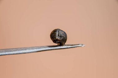 Cımbız üzerinde sülük. Kan emici hayvan. Kemer-türü sınıfından ringworms alt sınıfı. Hirudotherapy.