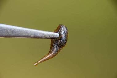 Cımbız üzerinde sülük. Kan emici hayvan. Kemer-türü sınıfından ringworms alt sınıfı. Hirudotherapy.