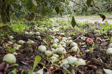 Elma bahçesi. Ağaçlar ve ağaçların altındaki toprağın meyveleri..