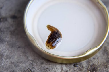 Kavanozun kapağını leach. Kan emici hayvan. Kemer-türü sınıfından ringworms alt sınıfı. Sülükler ile Hirudotherapy. Giruda