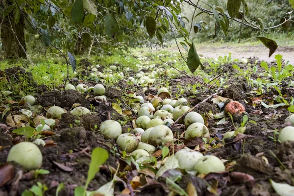 Elma bahçesi. Ağaçlar ve ağaçların altındaki toprağın meyveleri..