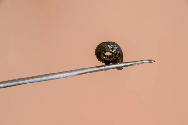 Igel Pincetten Blodsugande Djur Underklass Ringworms Från Klassen Bälte Typen — Stockfoto