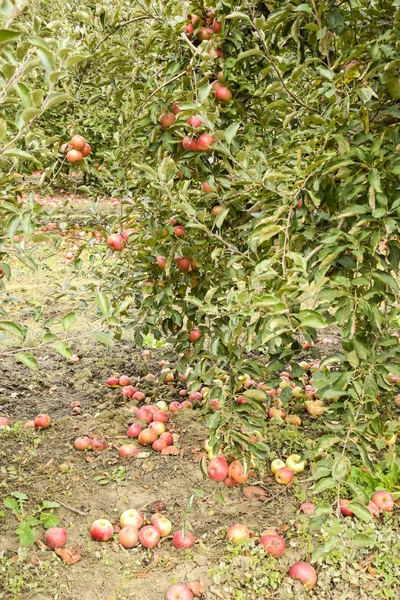 Verger Pommes Des Rangées Arbres Fruit Sol Sous Les Arbres — Photo