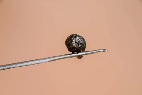 Igel Pincetten Blodsugande Djur Underklass Ringworms Från Klassen Bälte Typen — Stockfoto