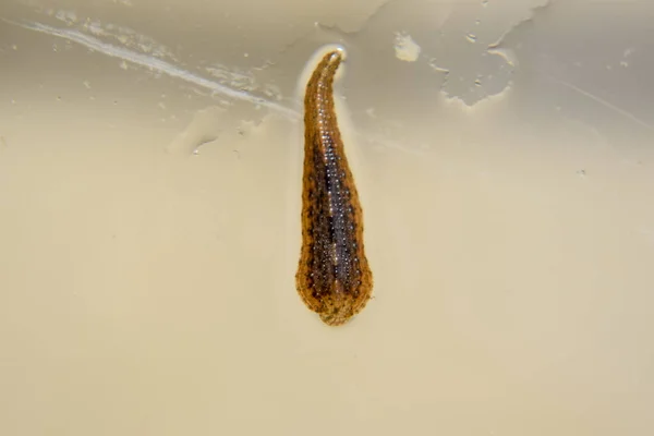 Igel Glaset Blodsugande Djur Underklass Ringworms Från Klassen Bälte Typen — Stockfoto