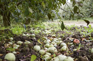 Elma bahçesi. Ağaçlar ve ağaçların altındaki toprağın meyveleri..