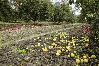 Elma bahçesi. Ağaçlar ve ağaçların altındaki toprağın meyveleri..