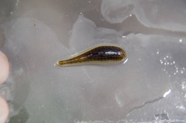 Cama sülük. Kan emici hayvan. Kemer-türü sınıfından ringworms alt sınıfı. Hirudotherapy.