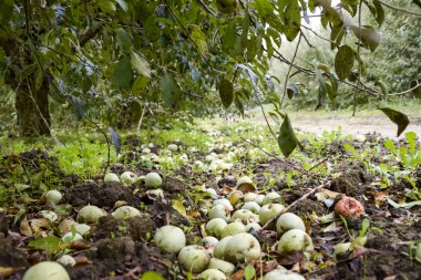 Elma bahçesi. Ağaçlar ve ağaçların altındaki toprağın meyveleri..