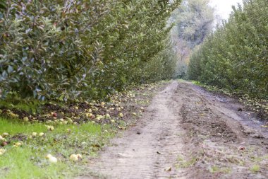 Elma bahçesi. Ağaçlar ve ağaçların altındaki toprağın meyveleri..