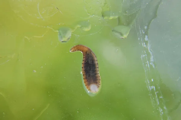 Igel Glaset Blodsugande Djur Underklass Ringworms Från Klassen Bälte Typen — Stockfoto